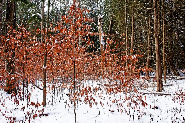 Fall Beech Trees by Deb Oppermann